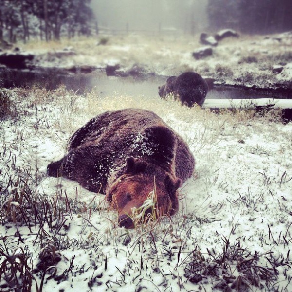 Coola rolling in the snow Rolling in the snow