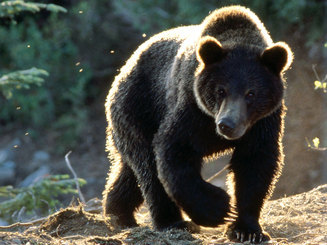 Another passion - Coola and Grinder of the Grouse Mountain Wildlife Refuge