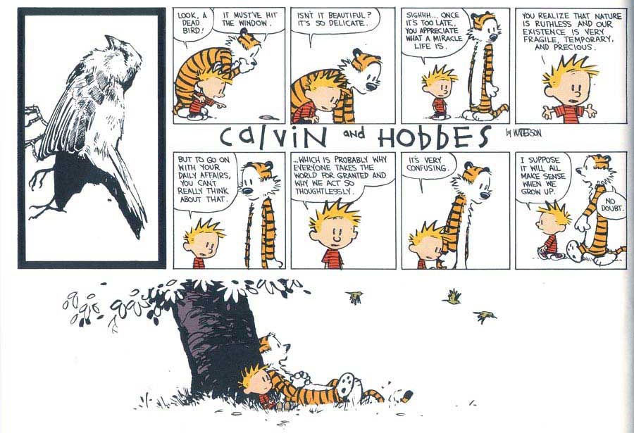 calvin dead bird