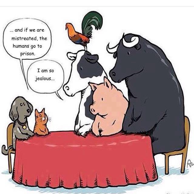 animals talking
